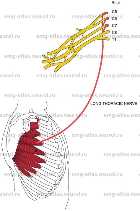 Long Thoracic Nerve Thoracodorsal Nerve