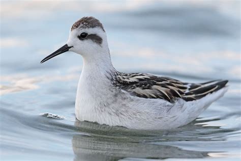 Red-necked Phalarope by Stephen Burch - BirdGuides