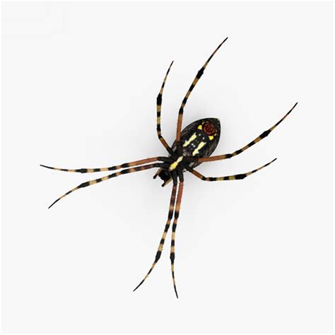 Argiope aurantia 3D model - TurboSquid 1572104