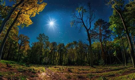 Night Forest Background Stock Photos, Images and Backgrounds for Free ...