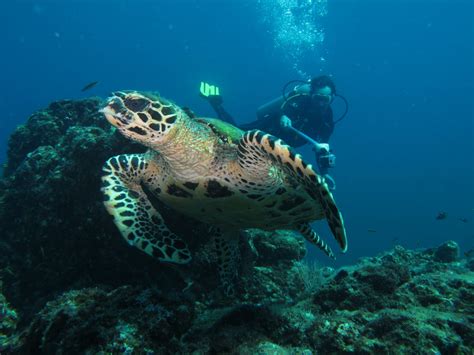 Scuba Diving Costa Rica - Elemento Natural