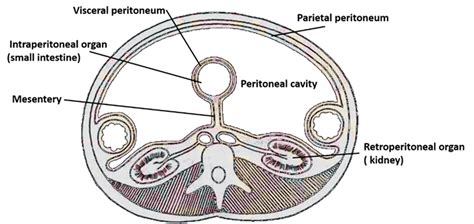 Peritoneum and Peritoneal Cavity – Anatomy QA