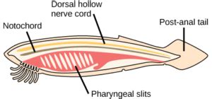 Phylum Chordata