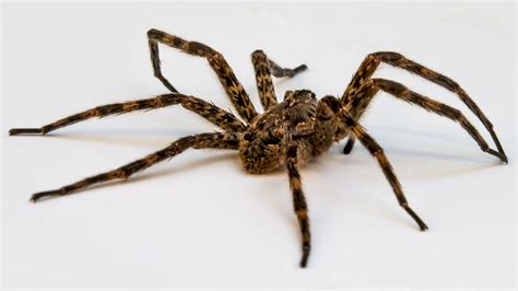 File:Wolf spider on white.jpg - Wikimedia Commons