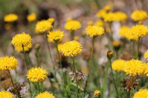 APCC12 Flagship Threatened Plants from the ACT Region | Australian Network for Plant Conservation