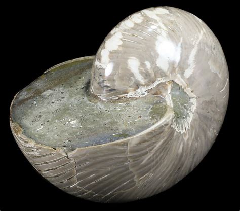 6.8" Polished Nautilus Fossil - Huge Specimen! For Sale (#61341 ...