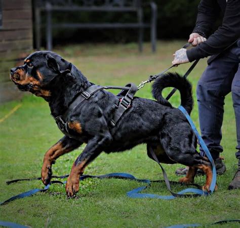 25+ Rottweiler K9 Training - Bleumoonproductions