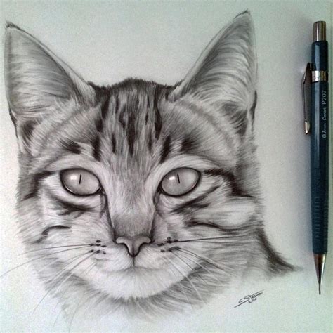 Cat Drawing by LethalChris on DeviantArt | Cats art drawing, Realistic cat drawing, Cat art