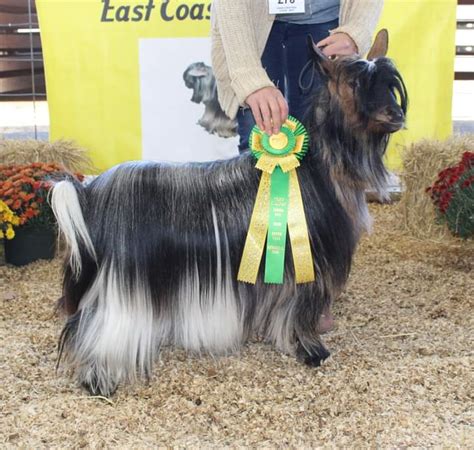 Miniature Silky Fainting Goats - Chapman Family Farm