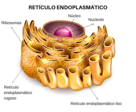 Organelos Celulares timeline | Timetoast timelines