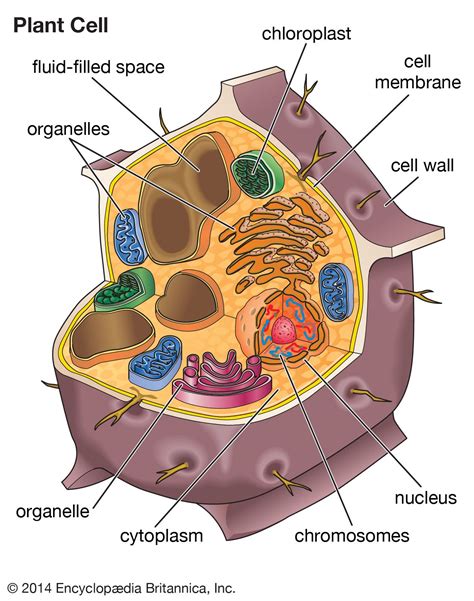 Pin de Science Education em Cells