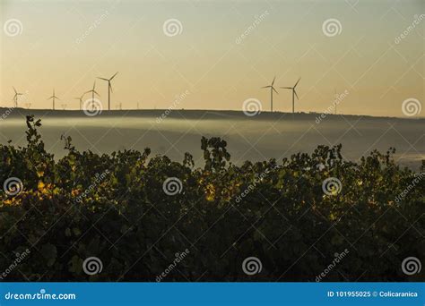 Rows of Vineyard and Wind Turbines Stock Image - Image of industry, food: 101955025