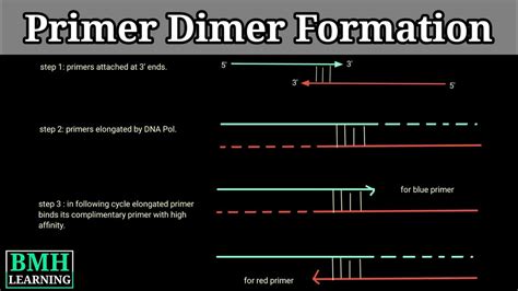 Primer Dimers | How Primer Dimers Are Formed | Primer Dimer Formation | - YouTube