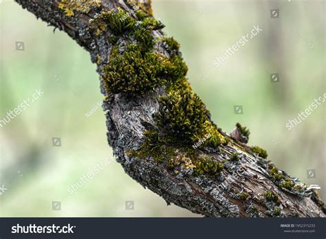 205 Moss identification Images, Stock Photos & Vectors | Shutterstock