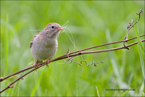 Field Sparrow with nest material