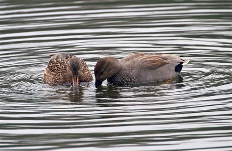 gadwall - Duck Struck