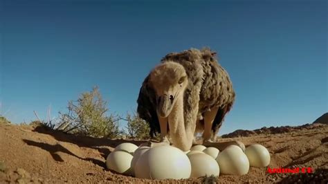 Ostrich Laying Eggs And Cute Ostrich Egg Hatching In The Wild - YouTube