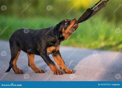 Rottweiler Puppy Playing Outdoors Stock Image - Image of biting, puppy ...