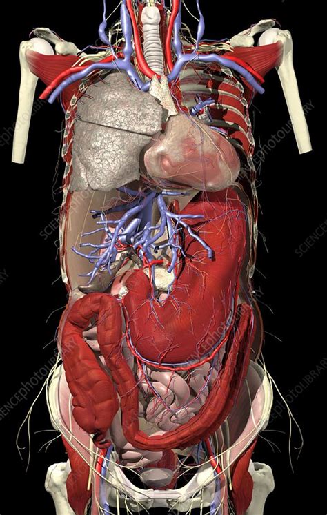 Organs of the trunk - Stock Image - C005/0546 - Science Photo Library