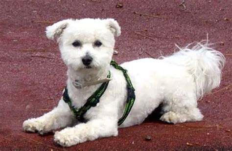 Bichon Frise - Description, Energy Level, Health, Interesting Facts