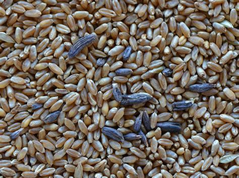 Should I Plant Treated Wheat Seed? | CropWatch | University of Nebraska ...