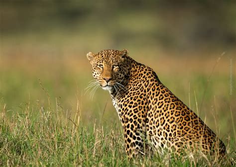 The Leopard - Taman Safari Bali