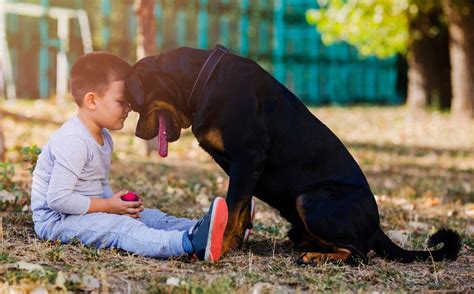 ¿Qué razas de perros son mejores para los niños? - risa