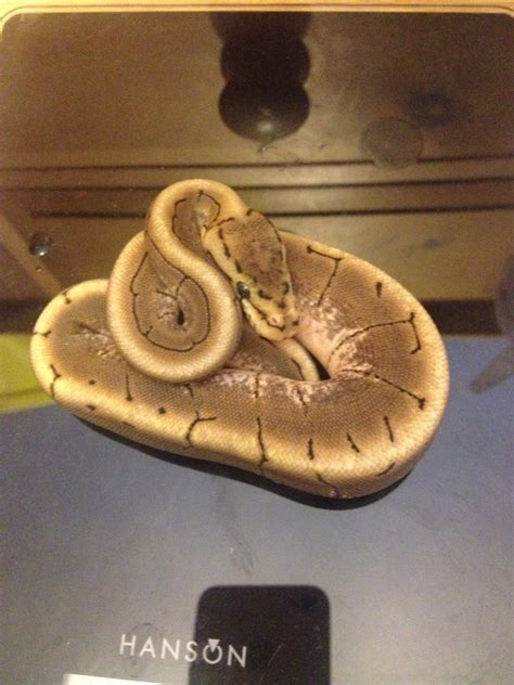 SE England Various Royal python morphs for sale - Reptile Forums