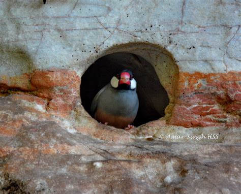 Java Sparrow nesting - Bird Ecology Study Group