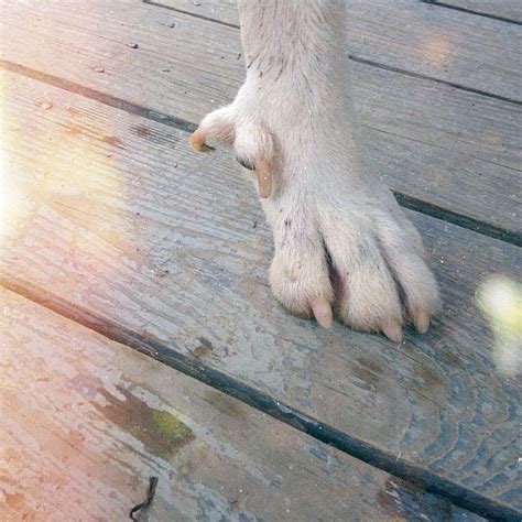 58 Best Images Dew Claw Cat Leg / Dewclaw - Wikipedia | robdougherty