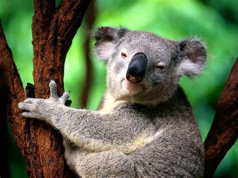 Funny Koala wallpaper |Funny Animal