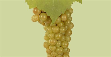 Characterizing Chardonnay | Hudson Valley Wine Magazine