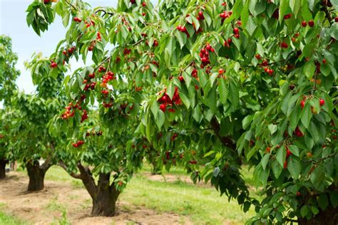 When To Plant Cherry Trees By Zone? [And Tips For Best Growth]