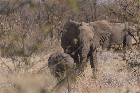 Namibia wildlife on Behance