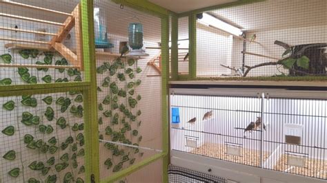 How to build a aviary for finches – Builders Villa