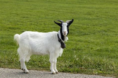 Top 5 Goat Breeds in the World