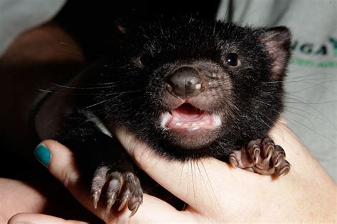 Four Cute Tasmanian Devil Babies Born at the Taronga Zoo! | POPSUGAR Pets