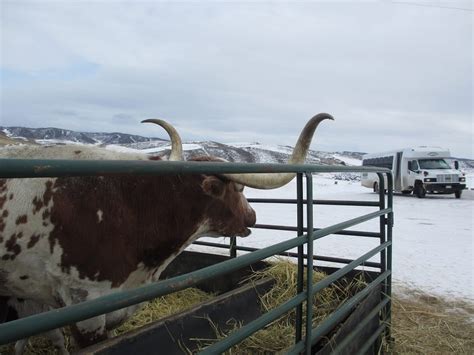 Saddleback Ranch Yee-Haw Tubing Hill – Steamboat Springs, CO