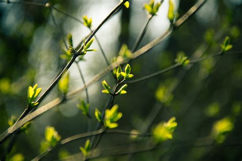 Leaves Spring Bokeh - Free photo on Pixabay