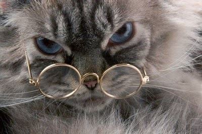 my sweet collection | Cat wearing glasses, Funny cats, Cat glasses