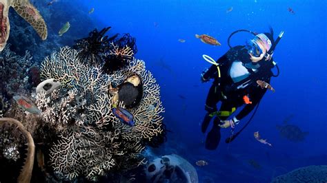 Great Barrier Reef Offers Scuba Divers Chance To See Beautiful Diversity Of Ocean Death