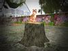 Second Life Marketplace - KittyCats Interactive Tree Stump
