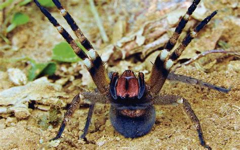 Una araña venenosa ayudaría a tratar la disfunción eréctil - El Sol de ...