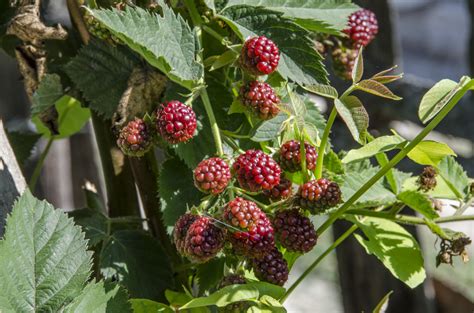 Blackberry Fruit Plant - Medicine for Blood and Food for Your Body ...