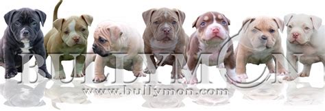 Bullymon Puppies - Miniature, Pocket and Exotic Bully Puppy and Dog For ...