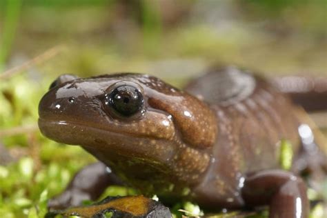 100+ Mole Salamander Photos Stock Photos, Pictures & Royalty-Free Images - iStock