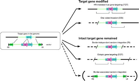 Integration events of a transgene associated with homology-dependent GT... | Download Scientific ...