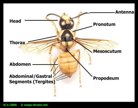 Wasp Anatomy | Anatomía, Insectos