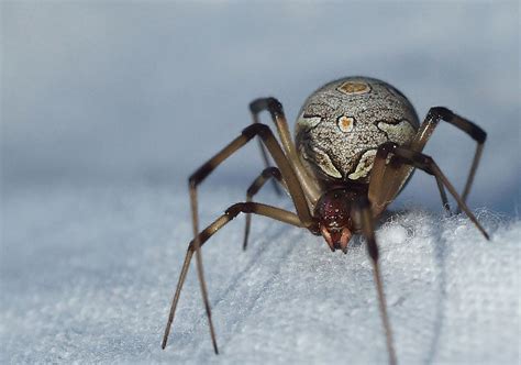 Venomous Brown Widow Photograph by Lorenzo Williams