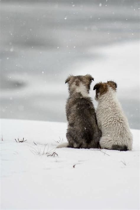 60 Beautiful Pictures of Animal in the Snow